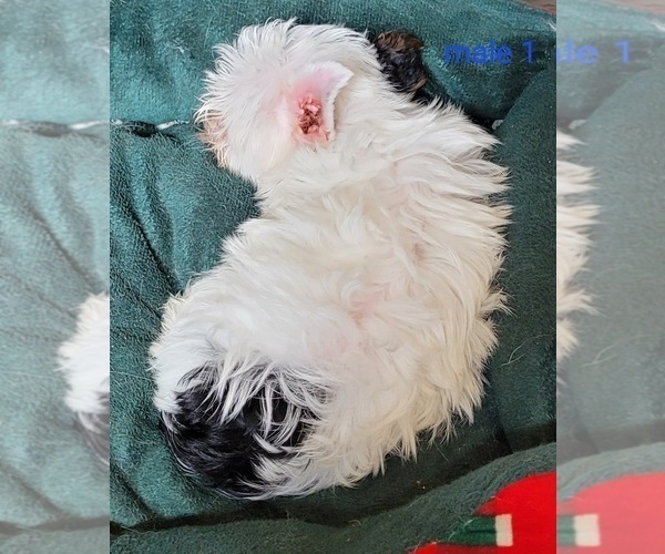 Medium Photo #8 Yorkshire Terrier Puppy For Sale in CONKLIN, NY, USA