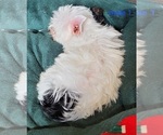 Small #7 Yorkshire Terrier