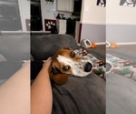 Small #4 Beagle Mix