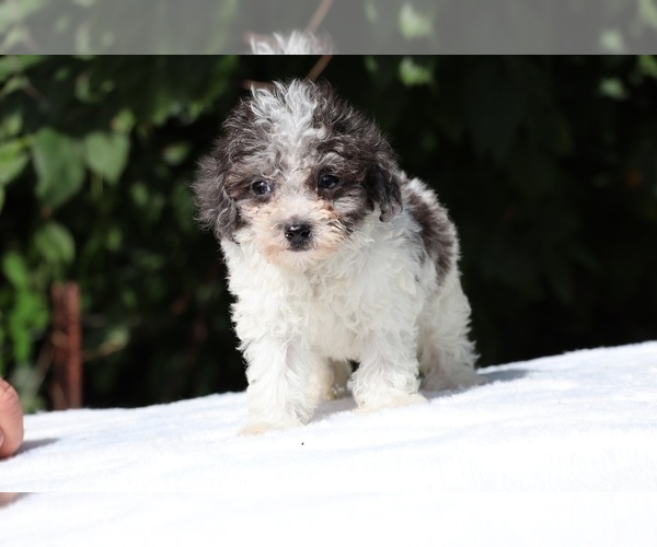Medium Photo #20 Goldendoodle (Miniature) Puppy For Sale in DYERSBURG, TN, USA
