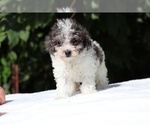 Small #19 Goldendoodle (Miniature)