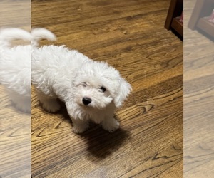 Bichon Frise Puppy for sale in TUSCALOOSA, AL, USA