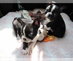 Small Photo #2 Boston Terrier Puppy For Sale in IMPERIAL BCH, CA, USA
