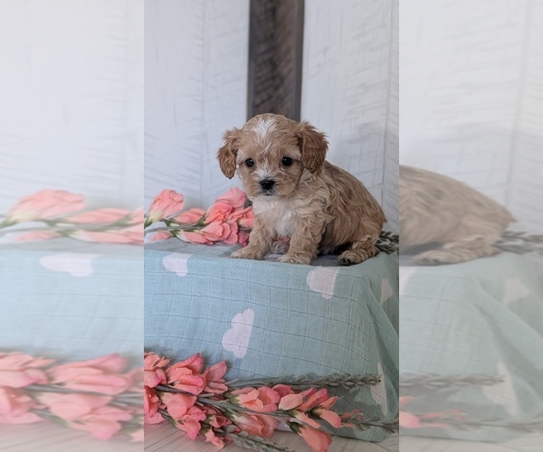 Medium Photo #35 Cockapoo (Toy) Puppy For Sale in GOSHEN, IN, USA