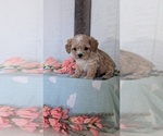 Small Photo #35 Cockapoo (Toy) Puppy For Sale in GOSHEN, IN, USA