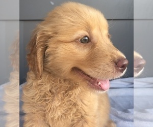 Medium Golden Retriever