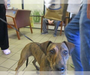 Mutt Dogs for adoption in Ocala, FL, USA