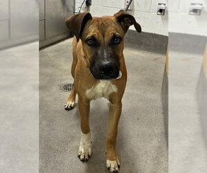 Labrador Retriever-Unknown Mix Dogs for adoption in Forestville, MD, USA