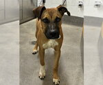 Small Labrador Retriever Mix