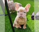 Small Photo #5 French Bulldog Puppy For Sale in MOUNTAIN PARK, OR, USA