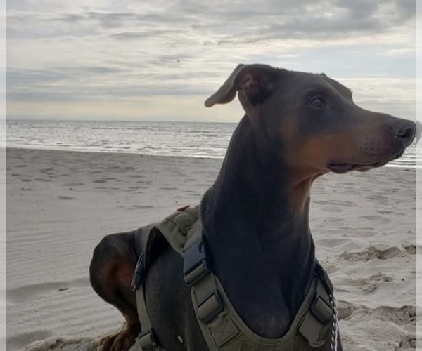 Medium Photo #1 Doberman Pinscher Puppy For Sale in ELIZABETHTOWN, IL, USA