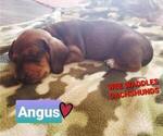 Small Photo #3 Dachshund Puppy For Sale in WALLACE, CA, USA