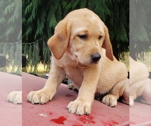 Medium Labrador Retriever