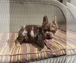 Small #2 French Bulldog