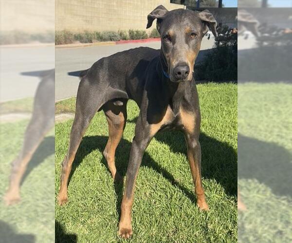 Medium Photo #1 Doberman Pinscher Puppy For Sale in Riverside, CA, USA