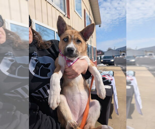 Medium Photo #3 Siberian Husky-Unknown Mix Puppy For Sale in Shermans Dale, PA, USA