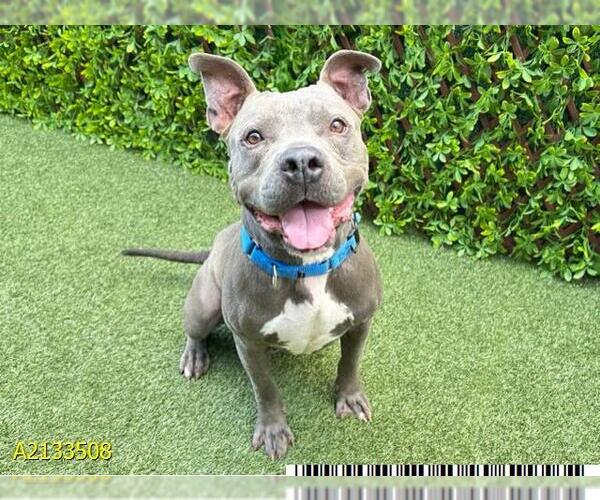 Medium Photo #2 American Pit Bull Terrier Puppy For Sale in West Palm Beach, FL, USA