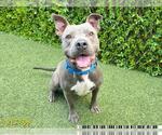Small #1 American Pit Bull Terrier
