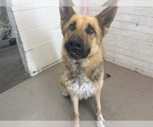 Medium Photo #1 German Shepherd Dog Puppy For Sale in San Bernardino, CA, USA
