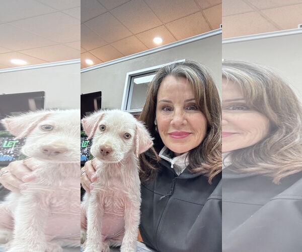 Medium Photo #12 Labrador Retriever-Unknown Mix Puppy For Sale in Fort Worth, TX, USA