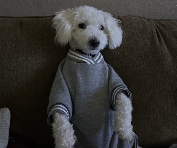 Medium Photo #1 Bichon Frise Puppy For Sale in WINDERMERE, FL, USA