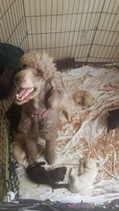Mother of the Labradoodle-Unknown Mix puppies born on 05/25/2018