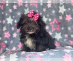 Small Photo #8 YorkiePoo Puppy For Sale in LAKELAND, FL, USA