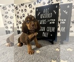 Puppy Brown collar 2 Bloodhound