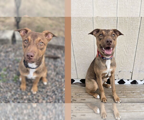 Medium Photo #1 Mutt Puppy For Sale in Orlando, FL, USA