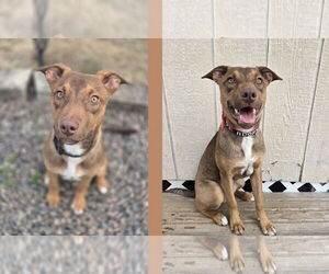 Mutt Dogs for adoption in Orlando, FL, USA