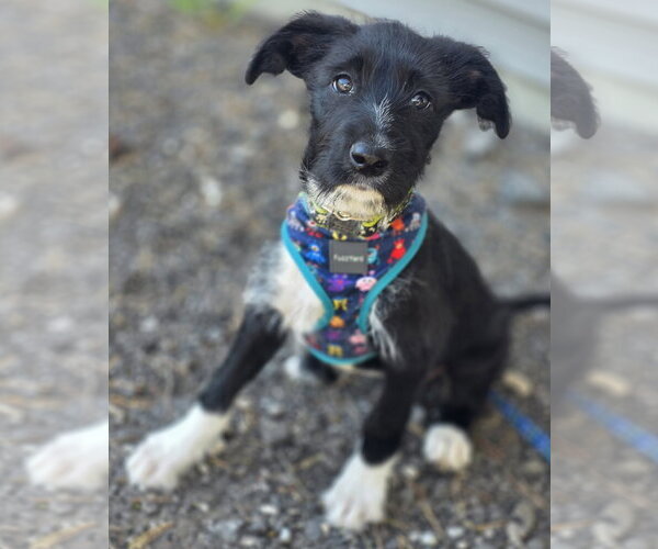 Medium Photo #5 Poodle (Standard)-Unknown Mix Puppy For Sale in Clarkston, MI, USA