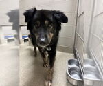 Small #4 Border Collie Mix