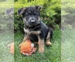 Small #1 German Shepherd Dog