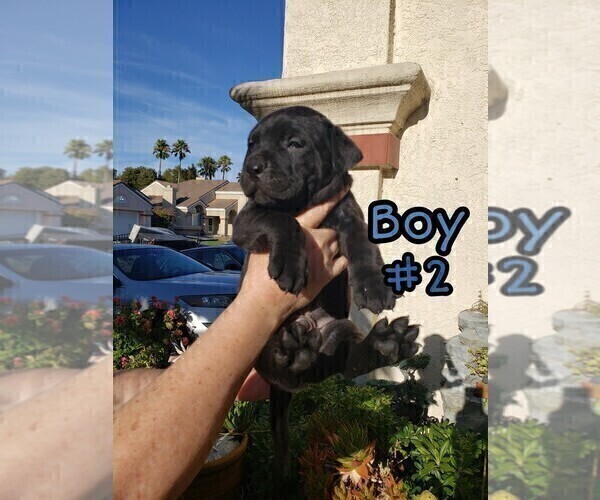 Medium Photo #4 American Pit Bull Terrier-Cane Corso Mix Puppy For Sale in SUISUN CITY, CA, USA