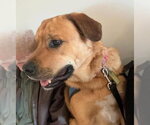 Small #2 Great Pyrenees-Rottweiler Mix