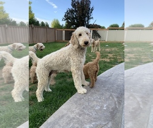 Mother of the Goldendoodle-Poodle (Standard) Mix puppies born on 04/14/2021