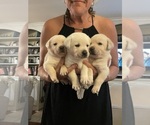 Small #6 Labrador Retriever