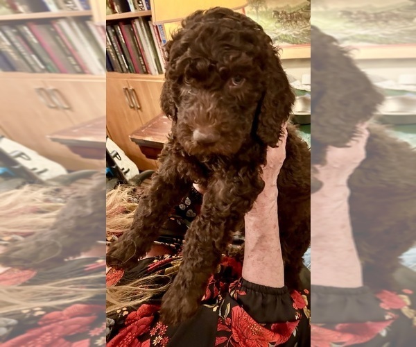 Medium Photo #1 Goldendoodle Puppy For Sale in CHATEAUGAY, NY, USA