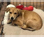 Small #1 Chinese Shar-Pei Mix