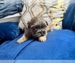 Small Photo #12 Shih Tzu Puppy For Sale in HAYWARD, CA, USA