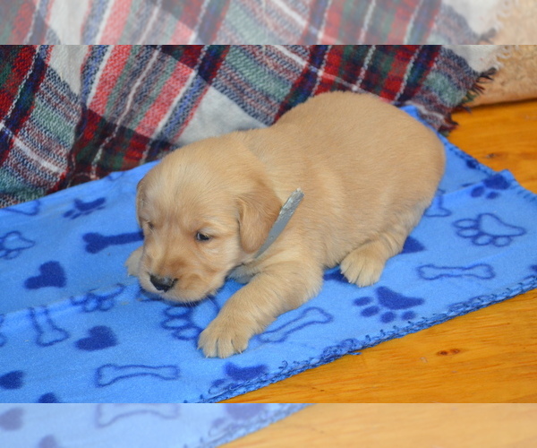 Medium Photo #33 Golden Retriever Puppy For Sale in OWEN, WI, USA