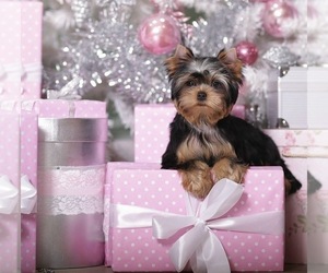Yorkshire Terrier Puppy for sale in ROANOKE, VA, USA