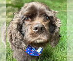 Small #4 Cocker Spaniel