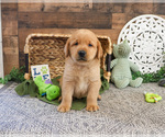 Small #2 Labrador Retriever
