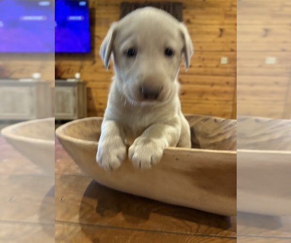 Medium Photo #44 Labrador Retriever Puppy For Sale in LEASBURG, MO, USA