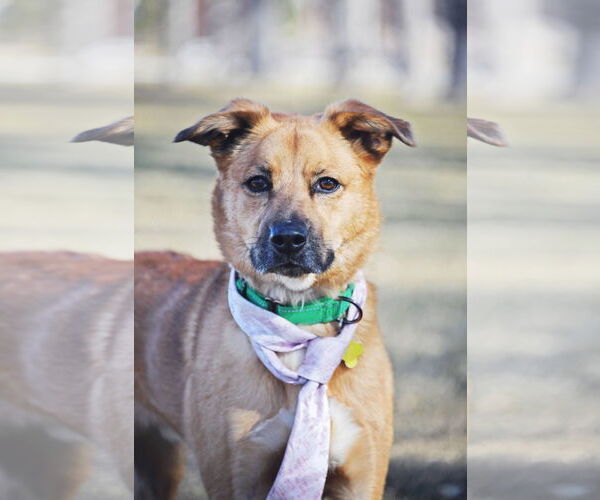 Medium Photo #9 Mutt Puppy For Sale in Sandy, UT, USA