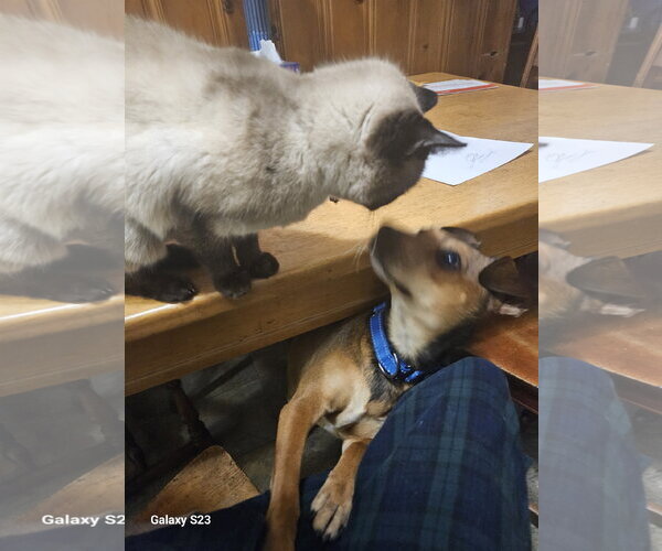 Medium Photo #4 Rat Terrier-Unknown Mix Puppy For Sale in Oakhurst, NJ, USA