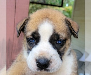 Alaskan Husky-Boxer Mix Puppy for sale in ETHEL, LA, USA