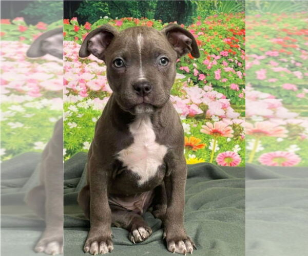 Medium Photo #1 American Staffordshire Terrier-Unknown Mix Puppy For Sale in Lakewood, CO, USA