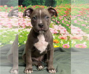 American Staffordshire Terrier-Unknown Mix Dogs for adoption in Lakewood, CO, USA